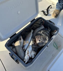 Reel in Louisiana's Best Sheepshead